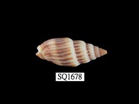 藏品(蛹筆螺)的圖片